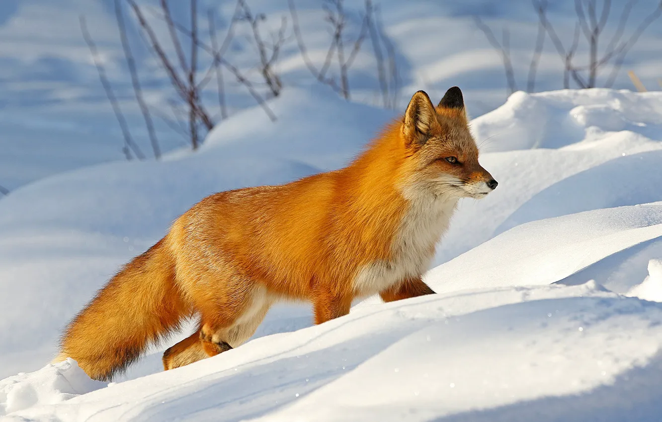 Фото обои зима, снег, природа, животное, Аляска, лиса, сугробы, лисица