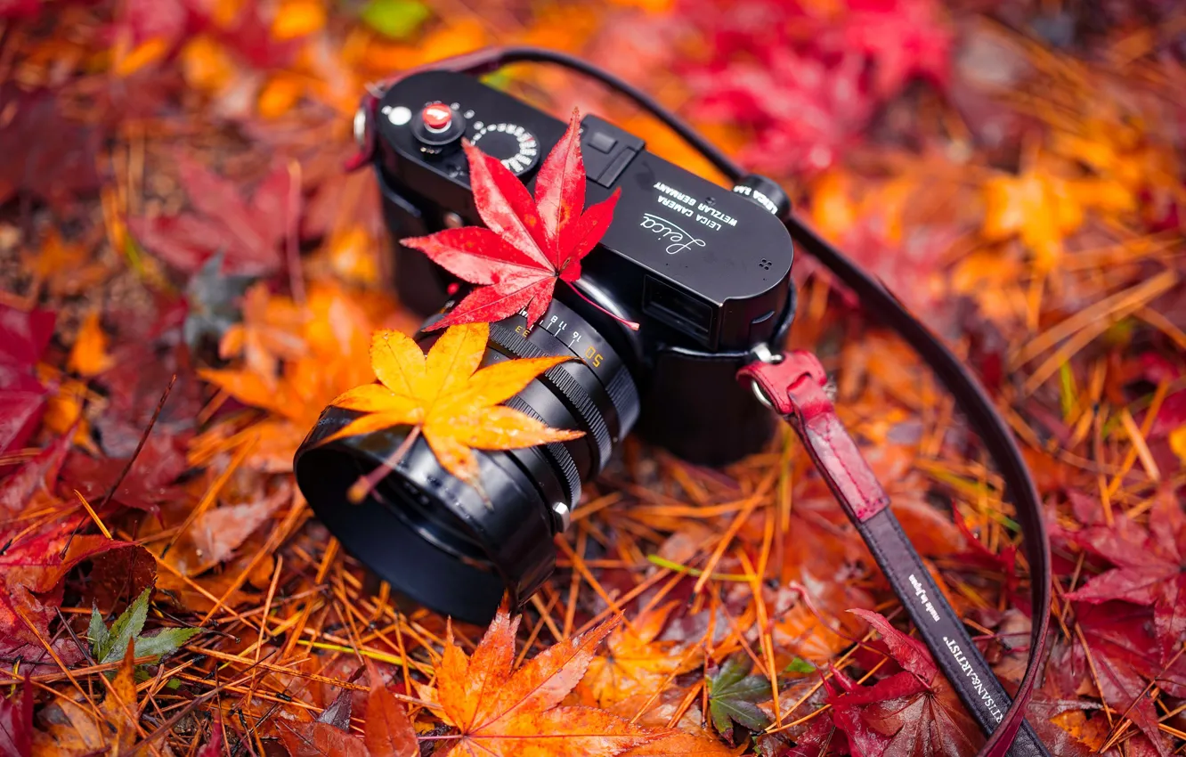 Фото обои листья, природа, камера, Autumn, Harmony