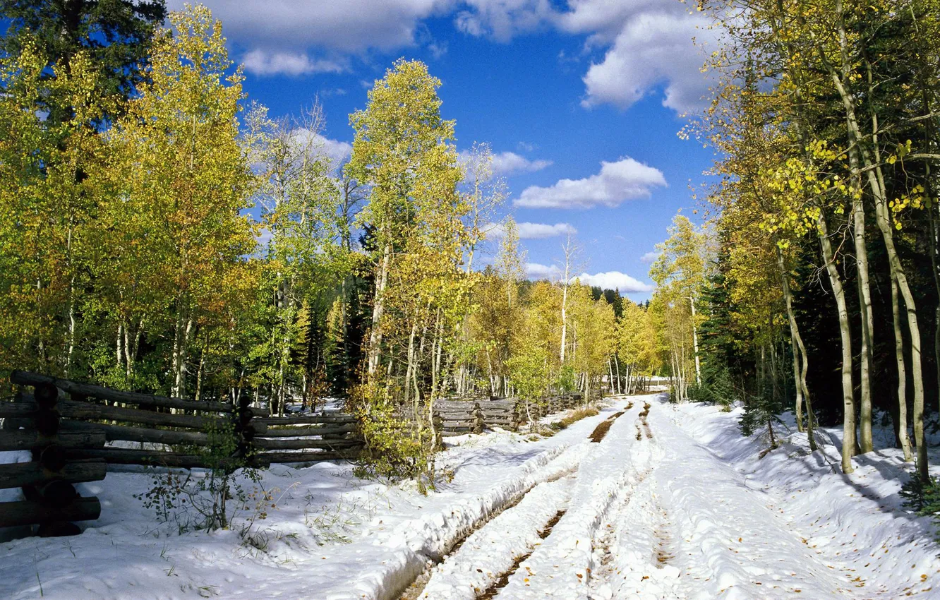 Фото обои зима, дорога, лес, снег, фото, забор, березы