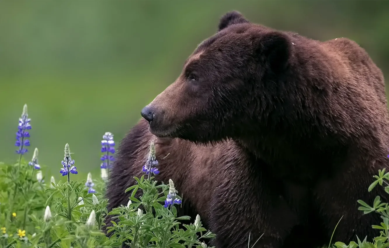 Фото обои морда, цветы, медведь, Гризли, люпины