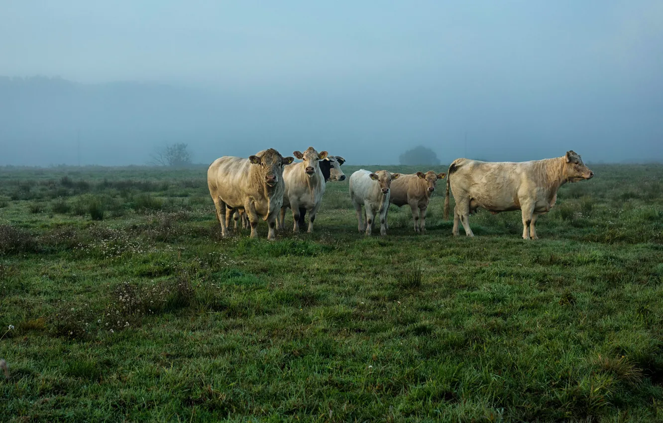 Фото обои поле, коровы, пастбище, стадо