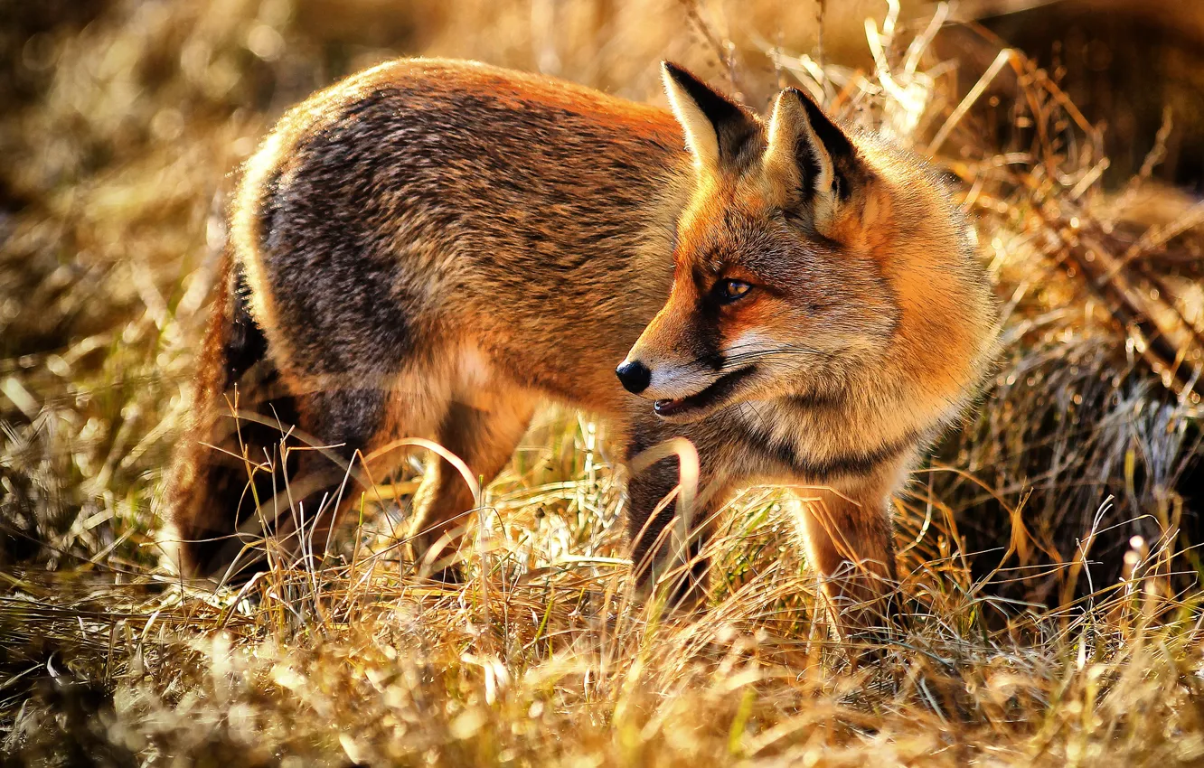 Фото обои трава, лиса, рыжая, дикая природа, лисица