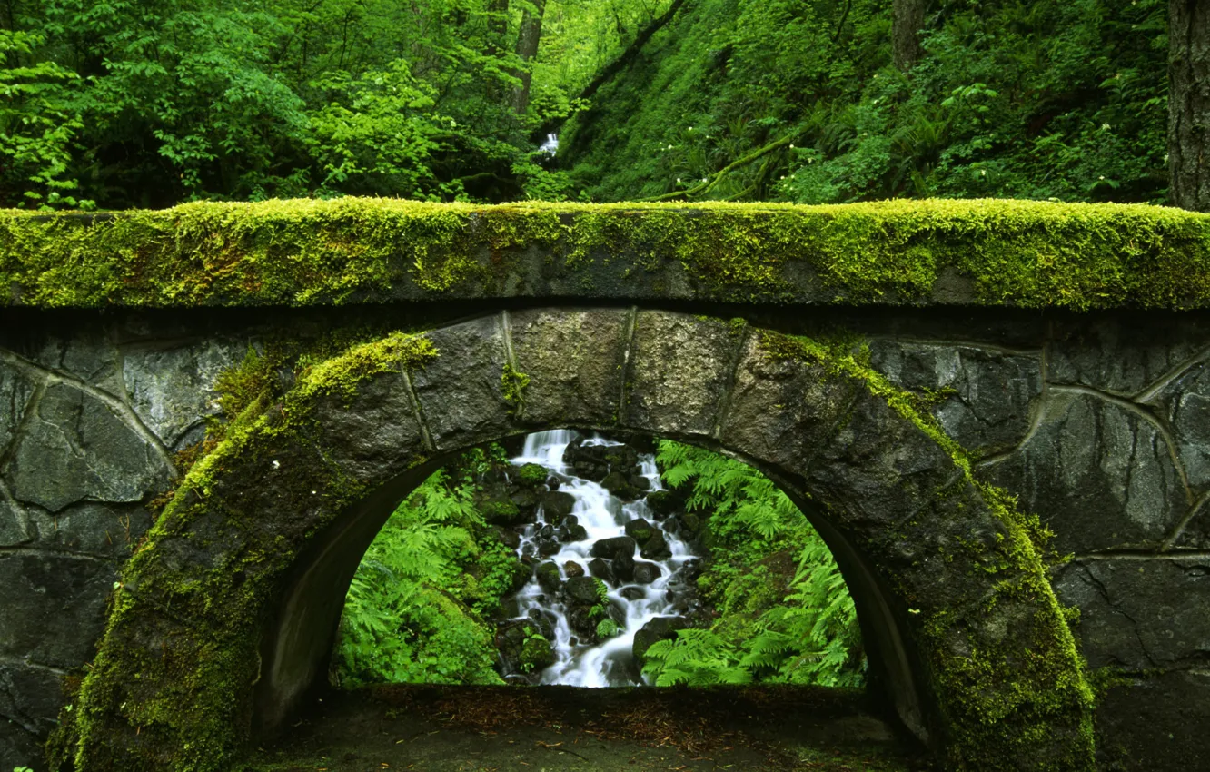 Фото обои мост, природа, зеленый, заросли