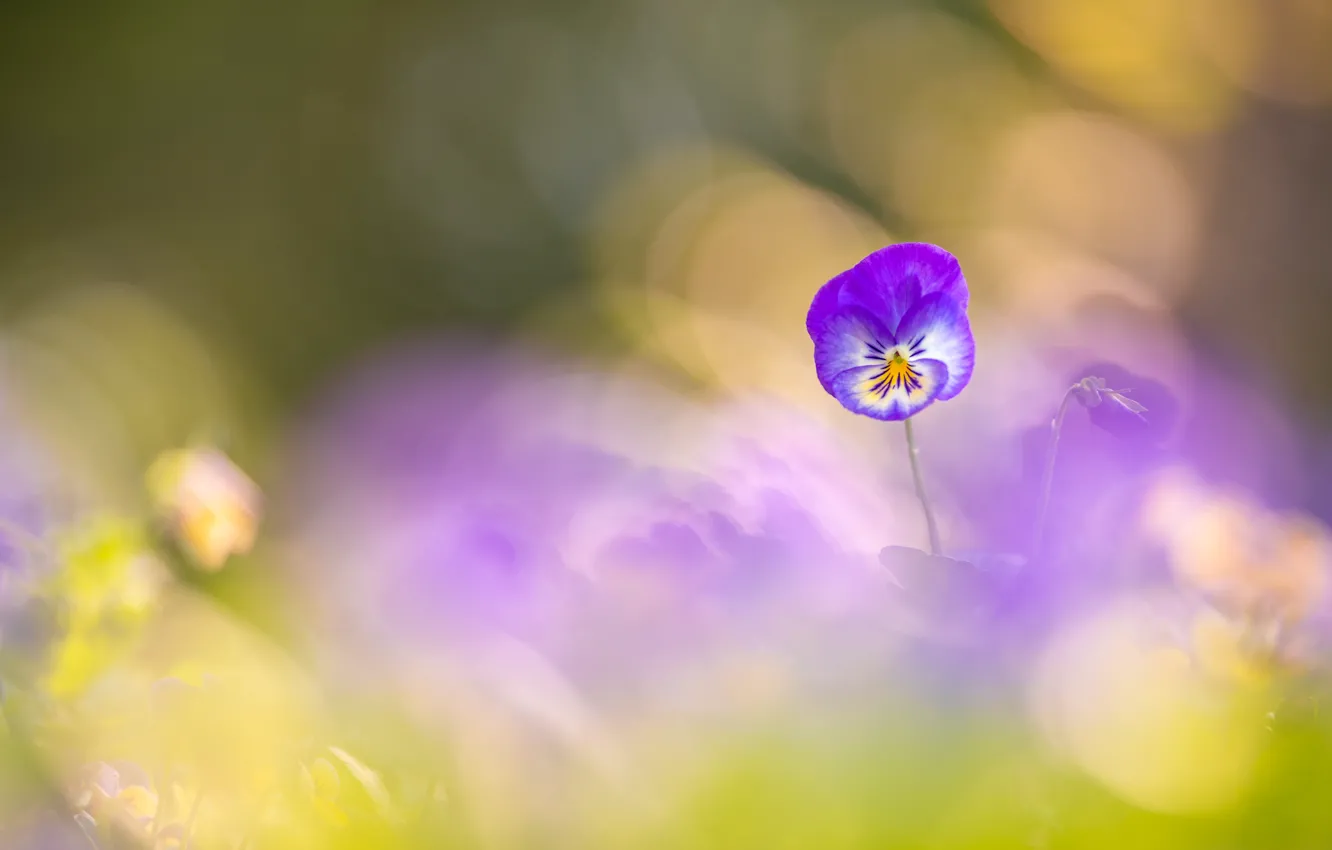 Фото обои цветы, анютины глазки, сиреневые, боке, виола
