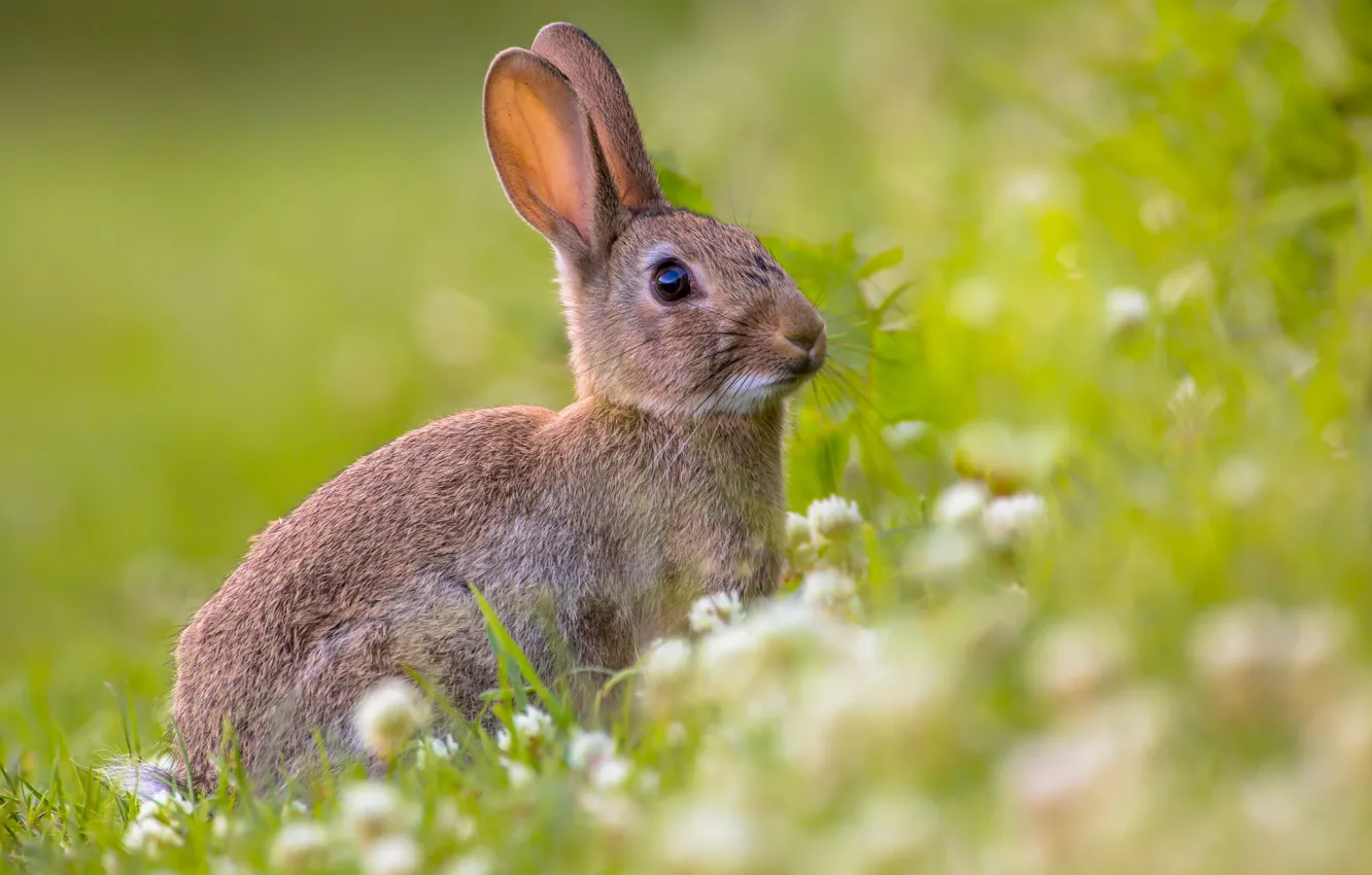 Фото обои взгляд, цветы, природа, серый, поляна, заяц, кролик, луг