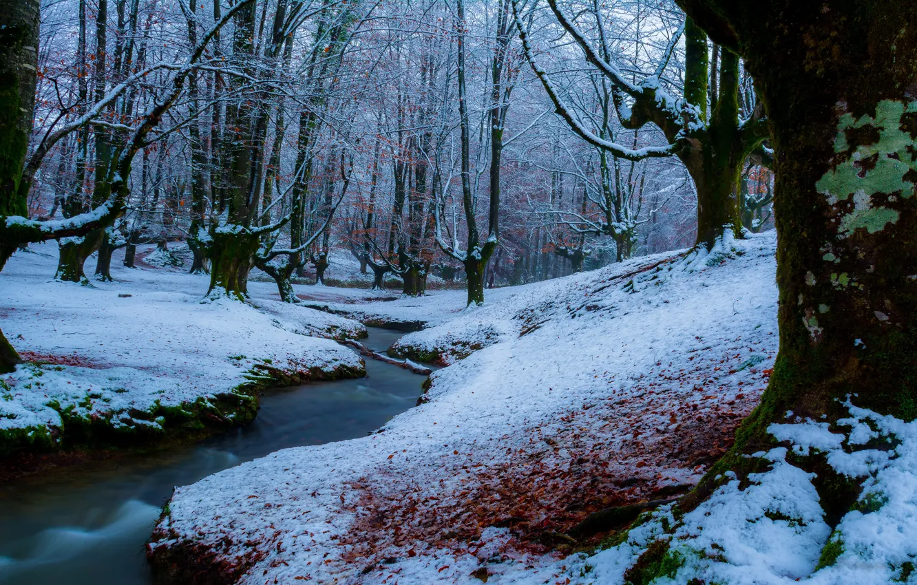 Фото обои зима, иней, лес, снег, деревья, пейзаж, ветки, природа