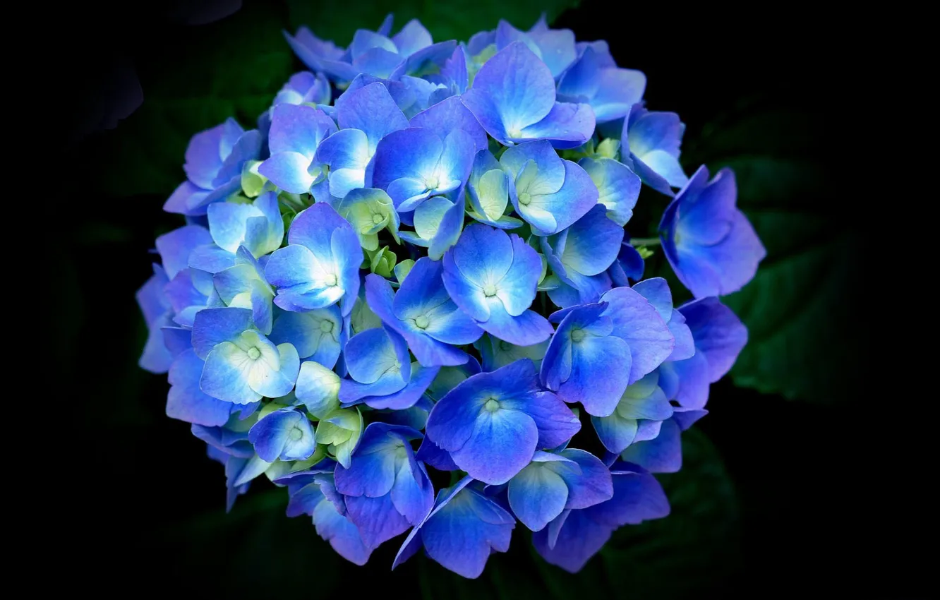 Фото обои листья, лепестки, голубая, гортензия, чёрный фон