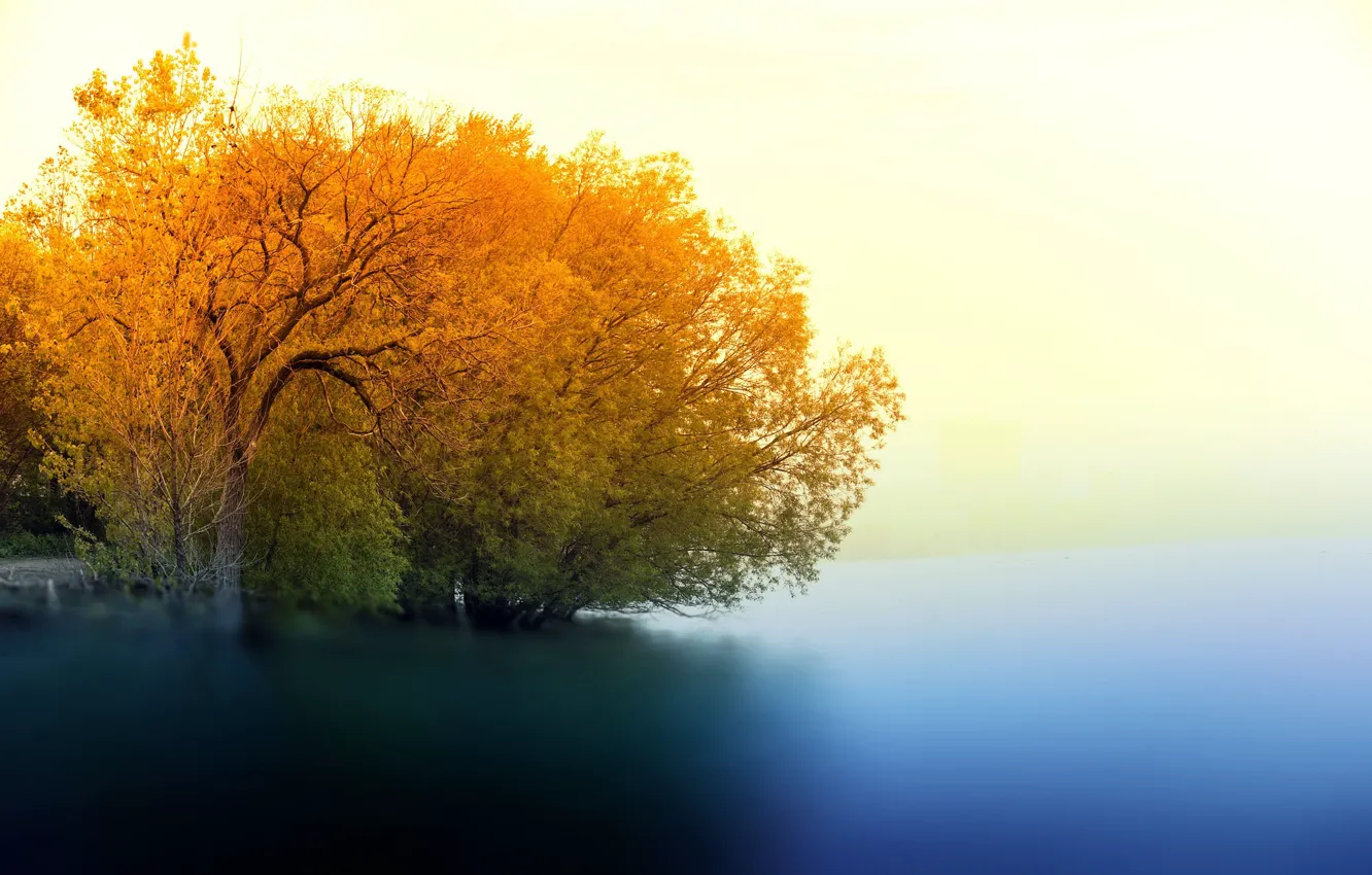 Фото обои природа, туман, озеро, дерево