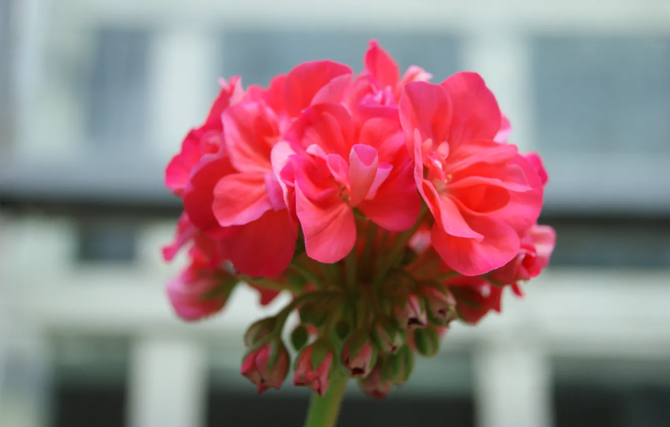 Фото обои цветок, макро, цветы, розовый, flower, photo, macro, walpappers