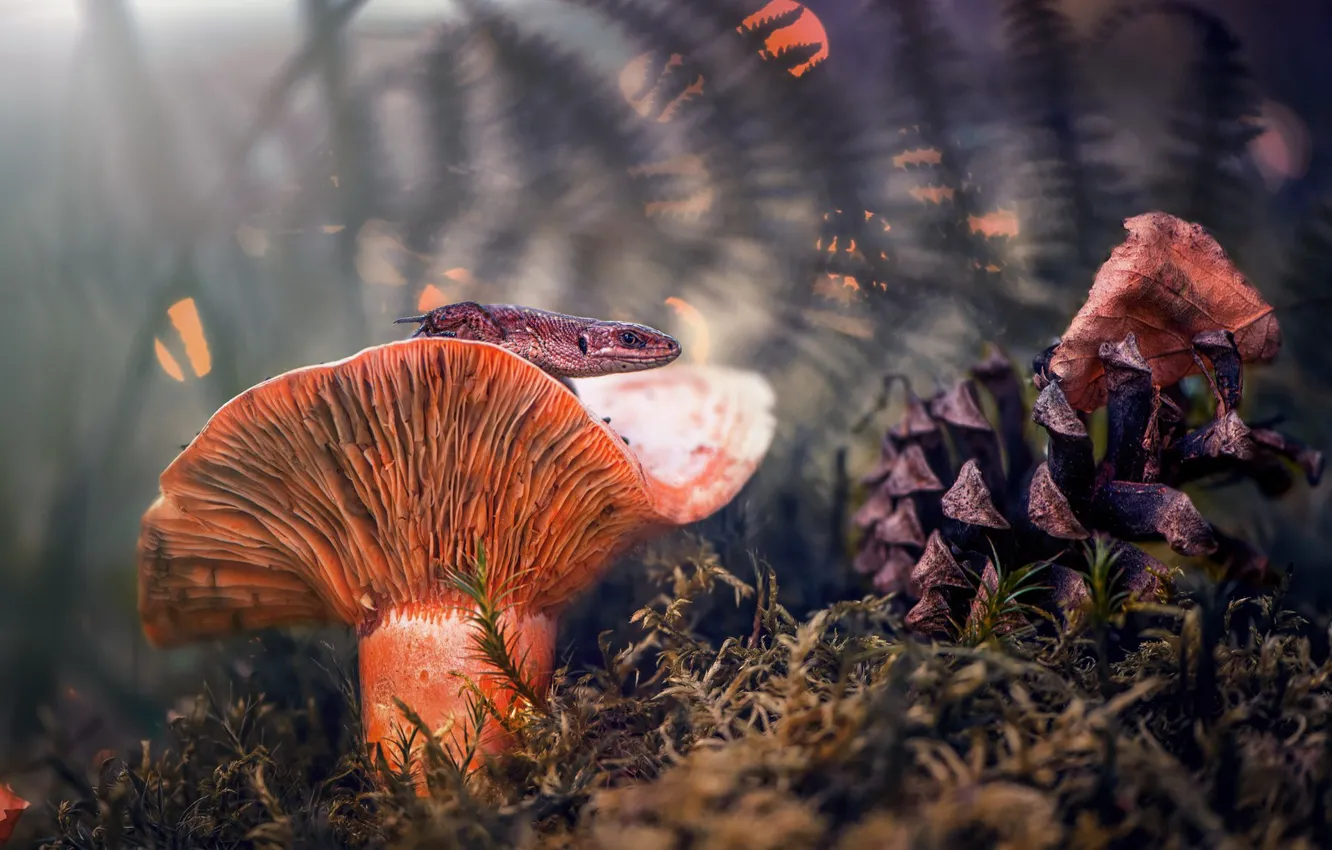 Фото обои лес, свет, грибы, листок, мох, ящерица, лисичка, папоротник