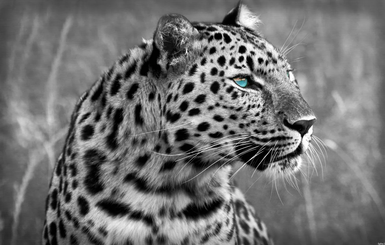 Фото обои кошка, хищник, леопард, leopard, cat, 1920x1200, predator