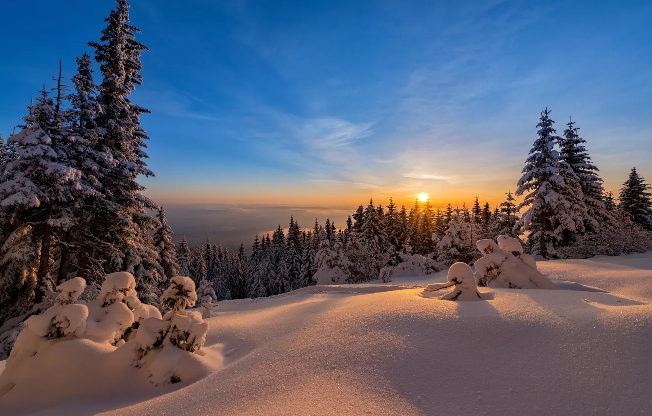 Фото обои зима, лес, небо, солнце, елки