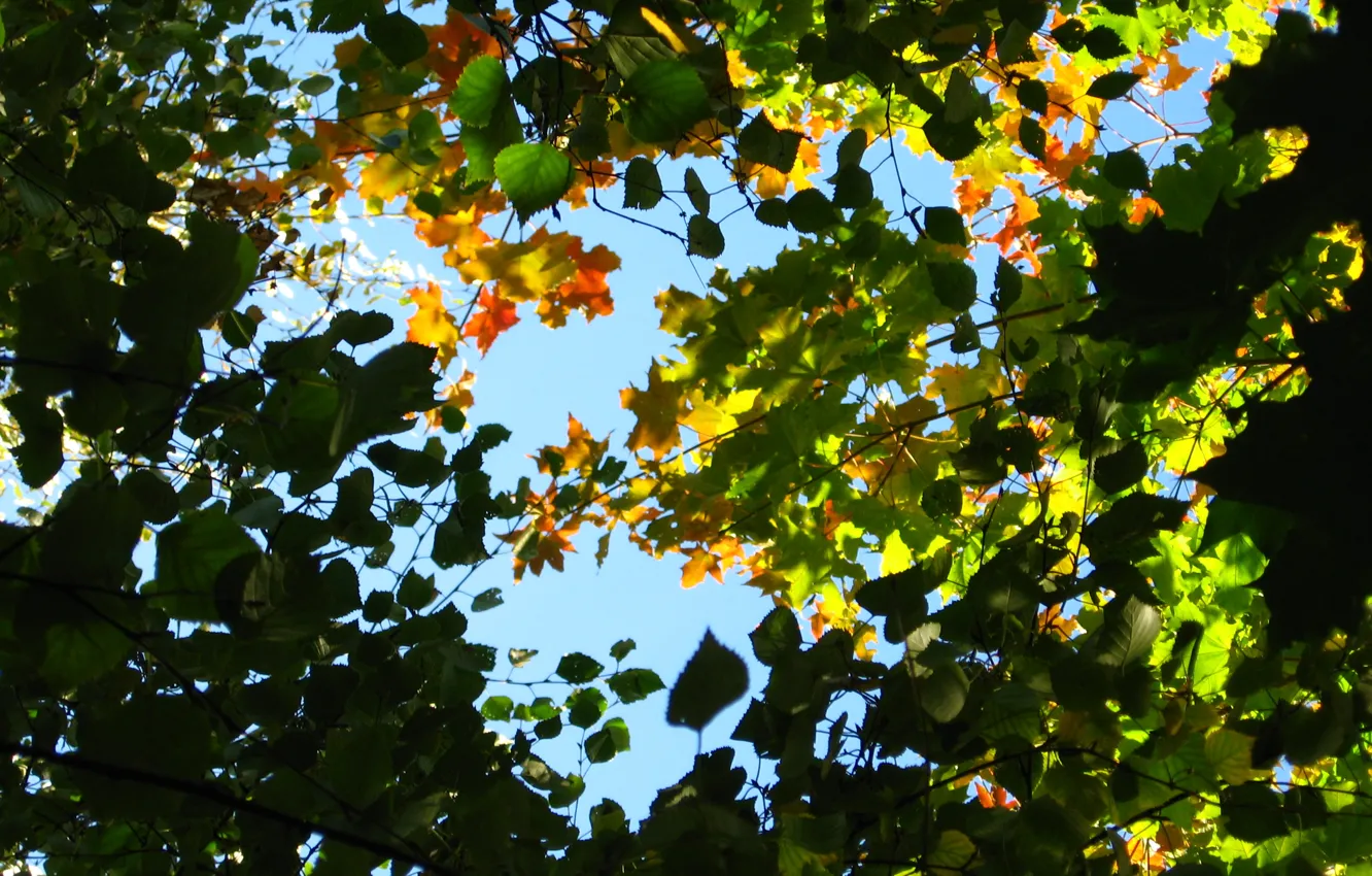 Фото обои небо, листья, ветки