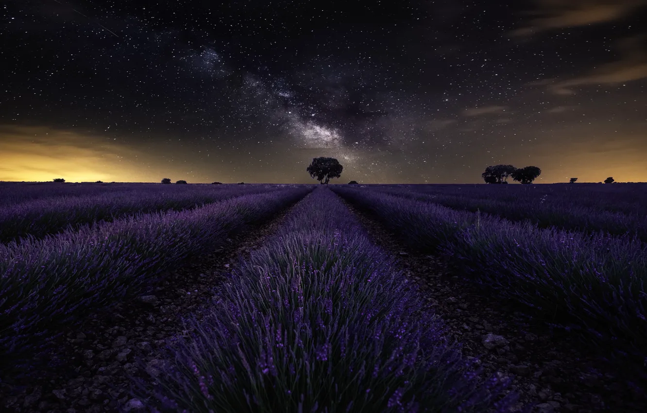 Фото обои поле, небо, звезды, sky, field, stars, лаванда, lavender
