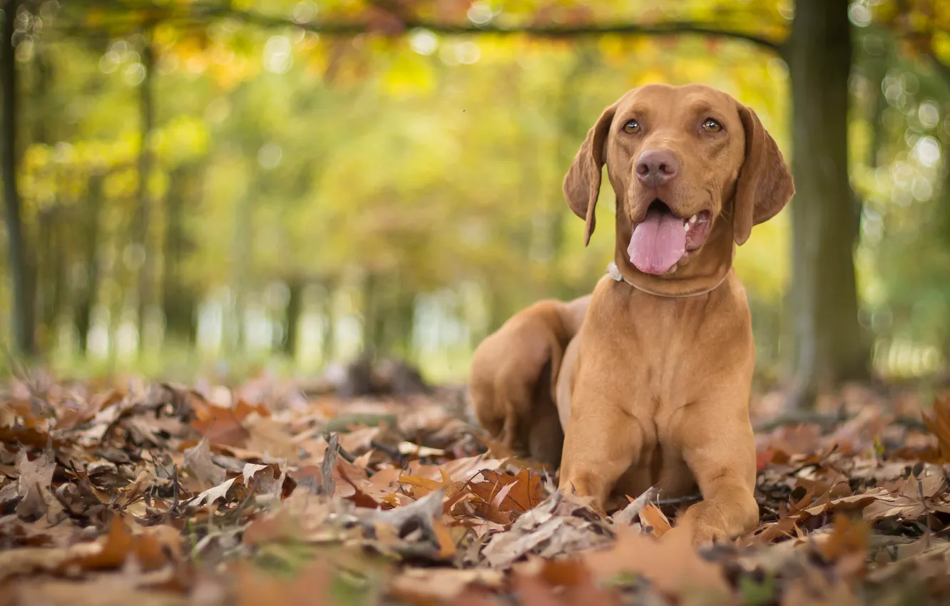 Фото обои осень, листья, собака, боке, венгерская выжла
