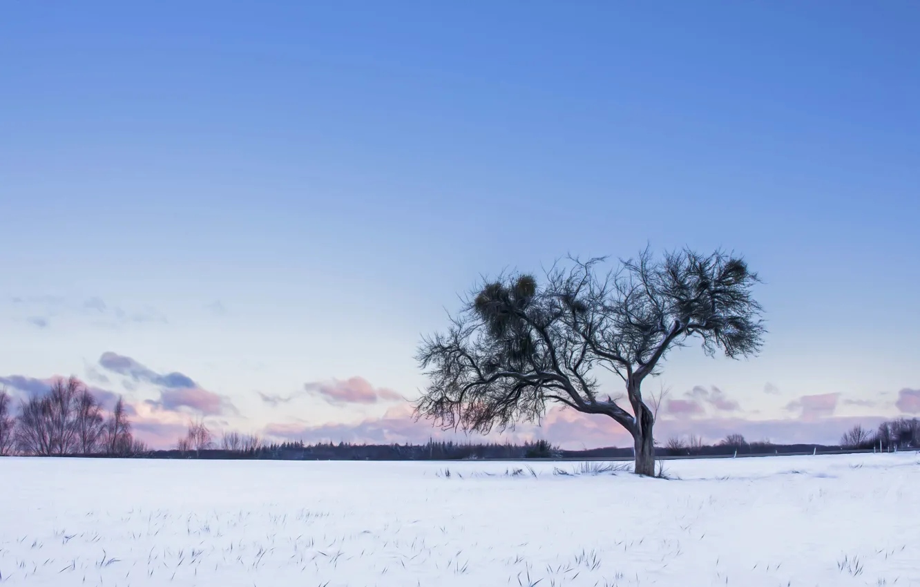 Фото обои twilight, winter, snow, tree