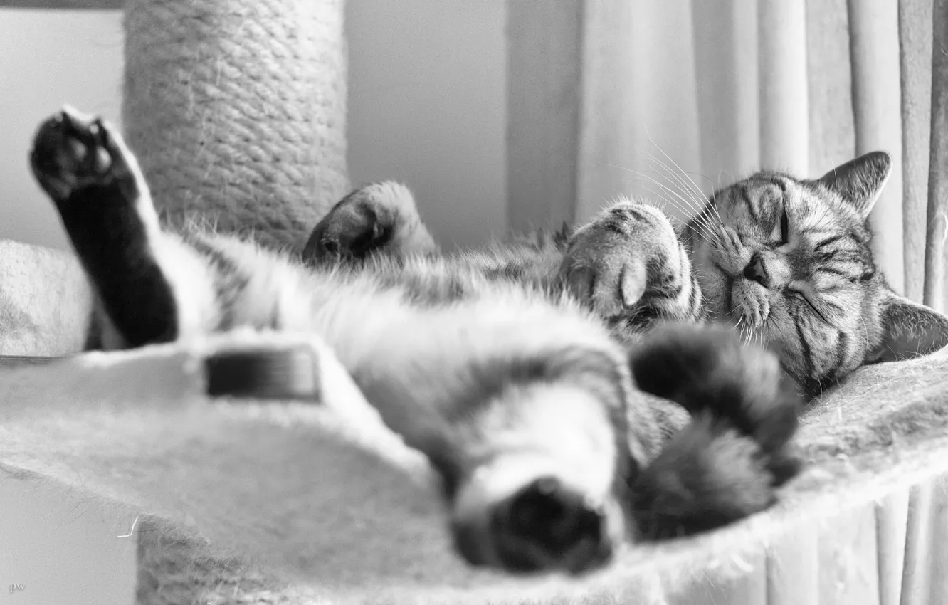 Фото обои кот, сон, чёрно-белая, британец, Британская короткошёрстная, спящий