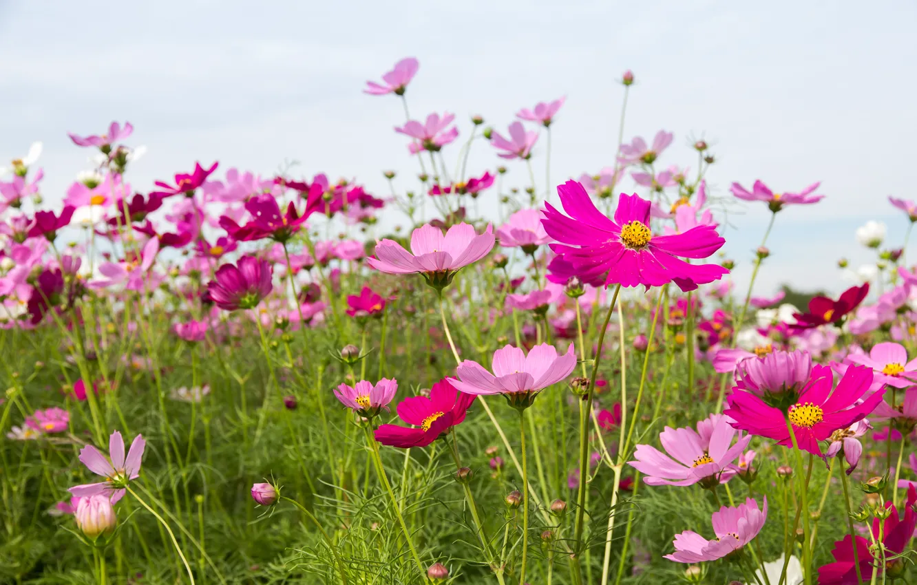 Фото обои поле, лето, небо, цветы, summer, розовые, field, pink