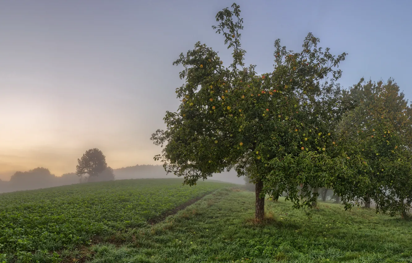 Фото обои туман, яблоки, сад, яблоня