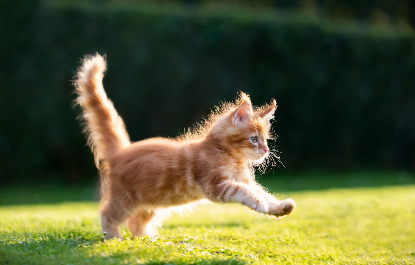 Фото обои green, red, grass, nature, kitten, cat, garden, cute