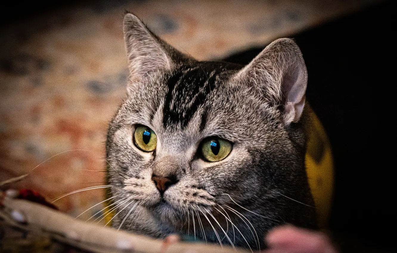 Фото обои кошка, кот, взгляд, поза, серый, портрет, мордашка, зеленые глаза