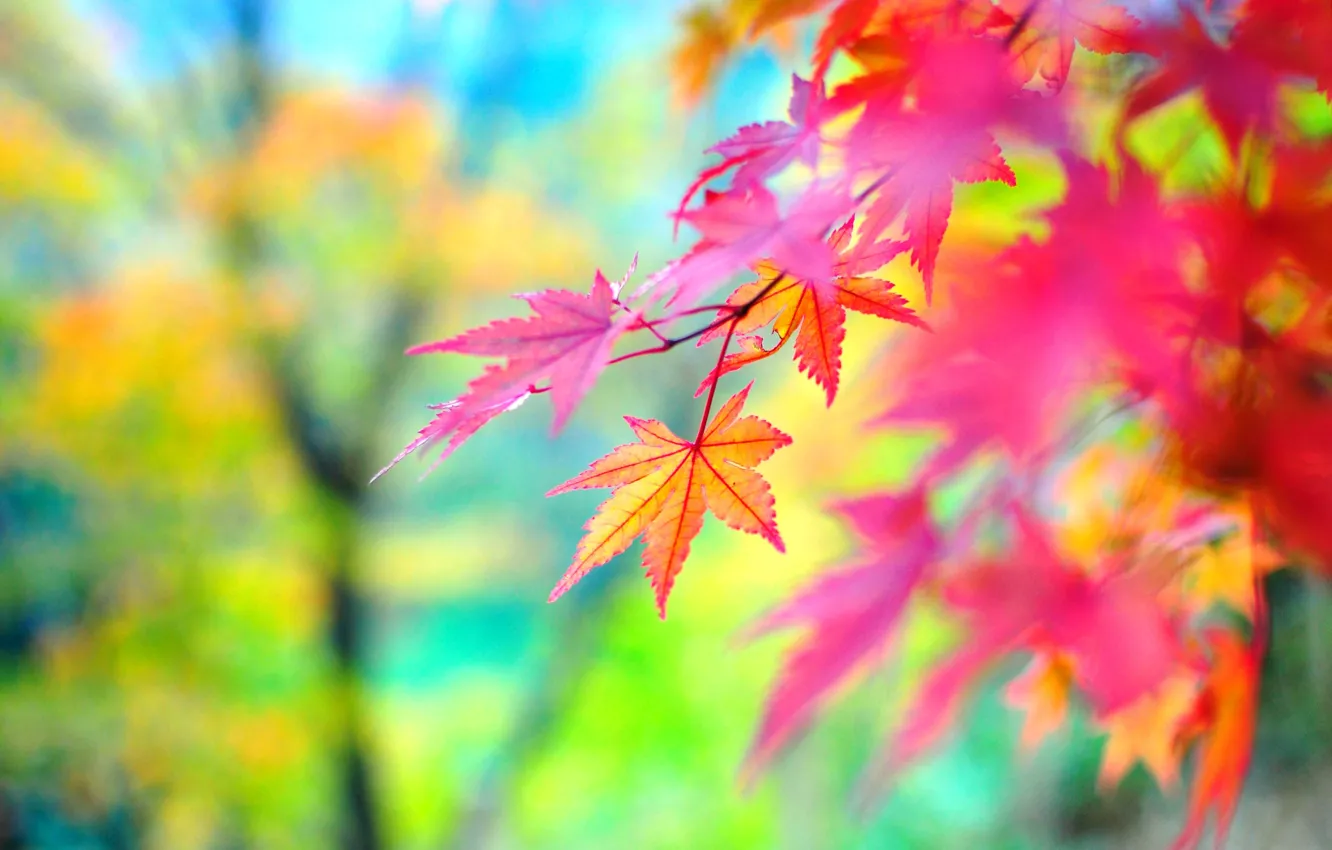 Фото обои осень, листья, краски осени