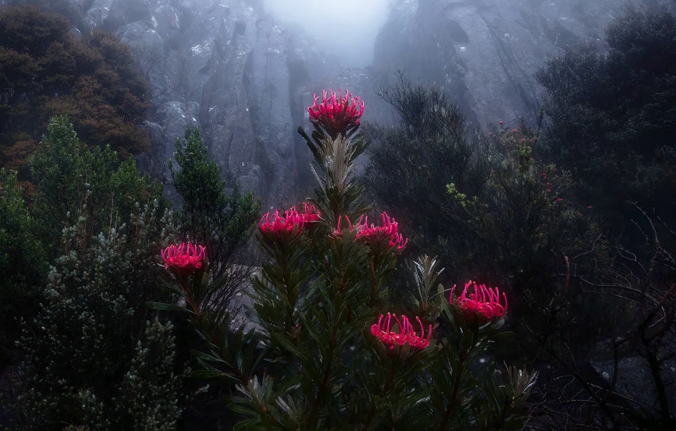 Фото обои цветы, горы, природа, туман, скалы, растительность, Австралия, Тасмания