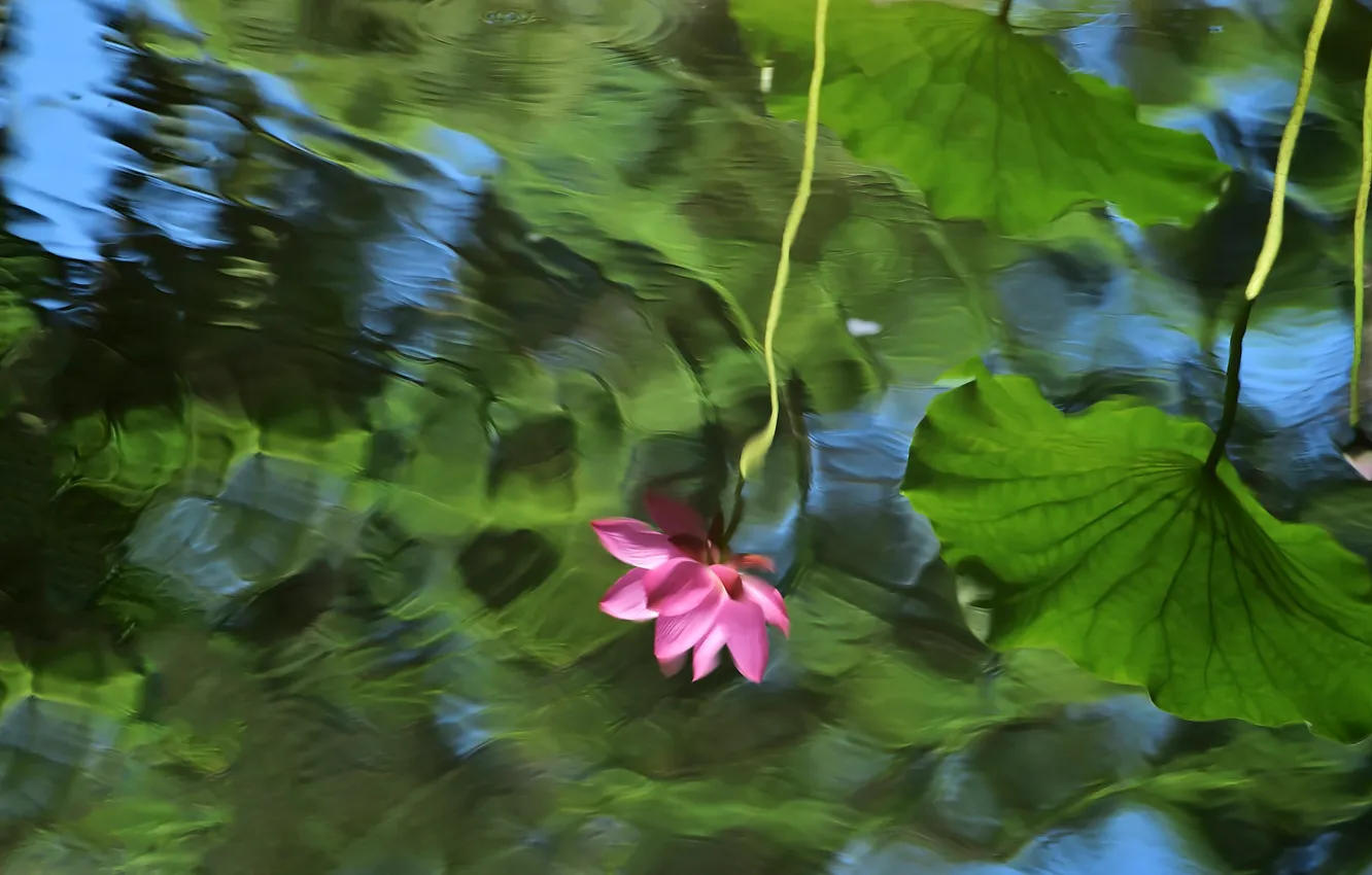 Фото обои цветок, листья, цветы, озеро, пруд, отражение, настроение, мило