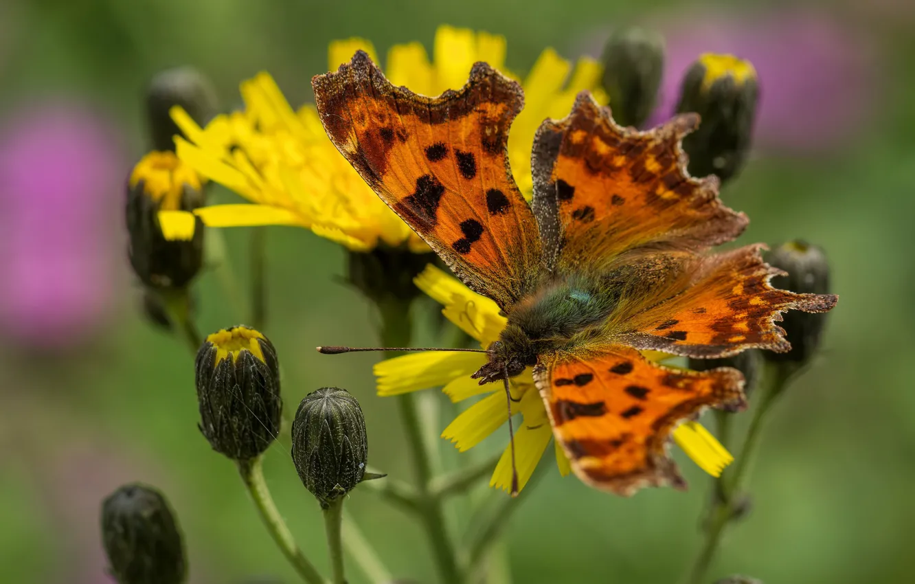 Фото обои цветок, бабочка, butterfly