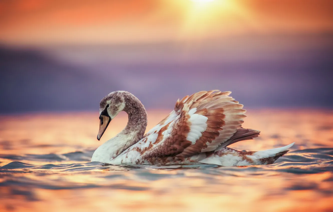 Фото обои вода, закат, птица, лебедь, Valentin Valkov