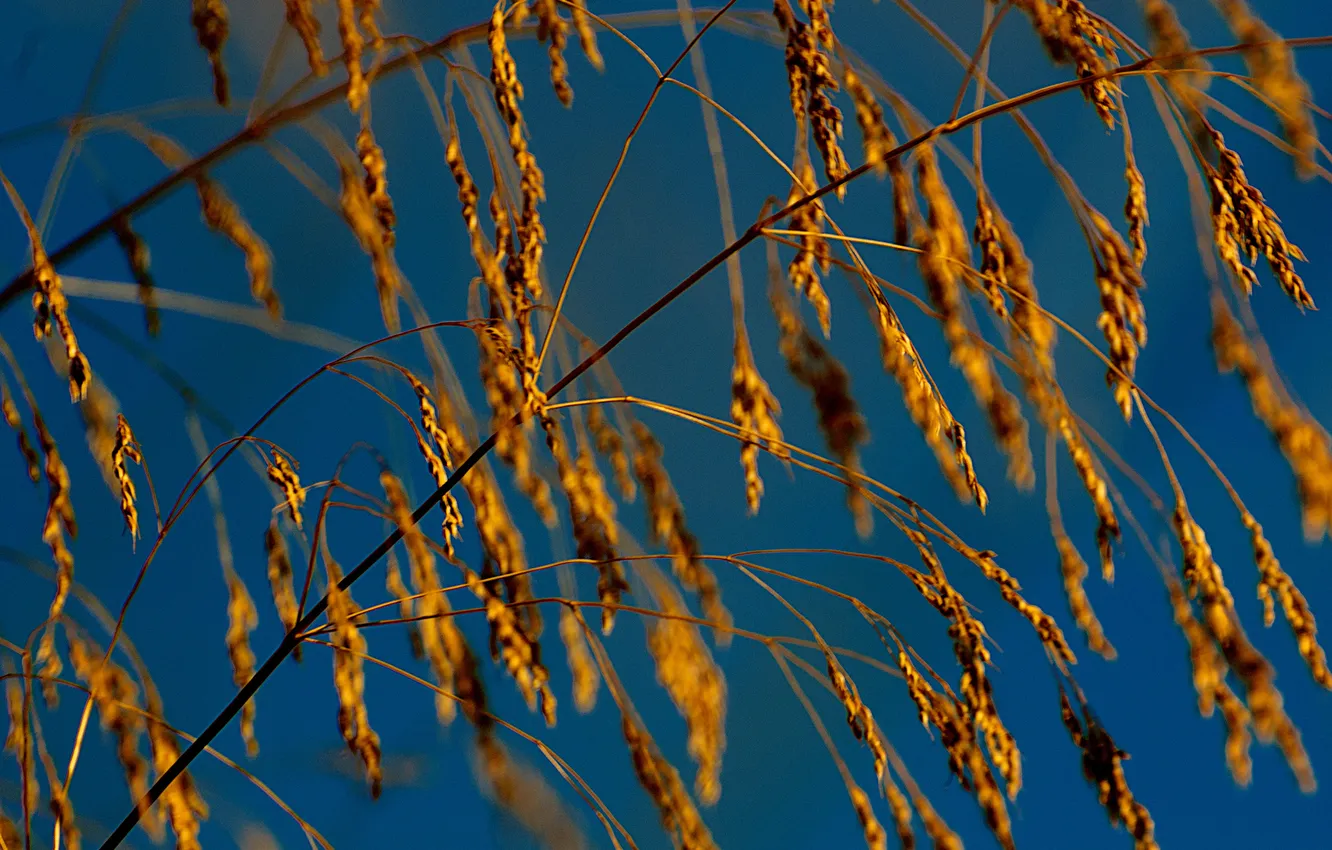 Фото обои осень, небо, трава, природа, растение