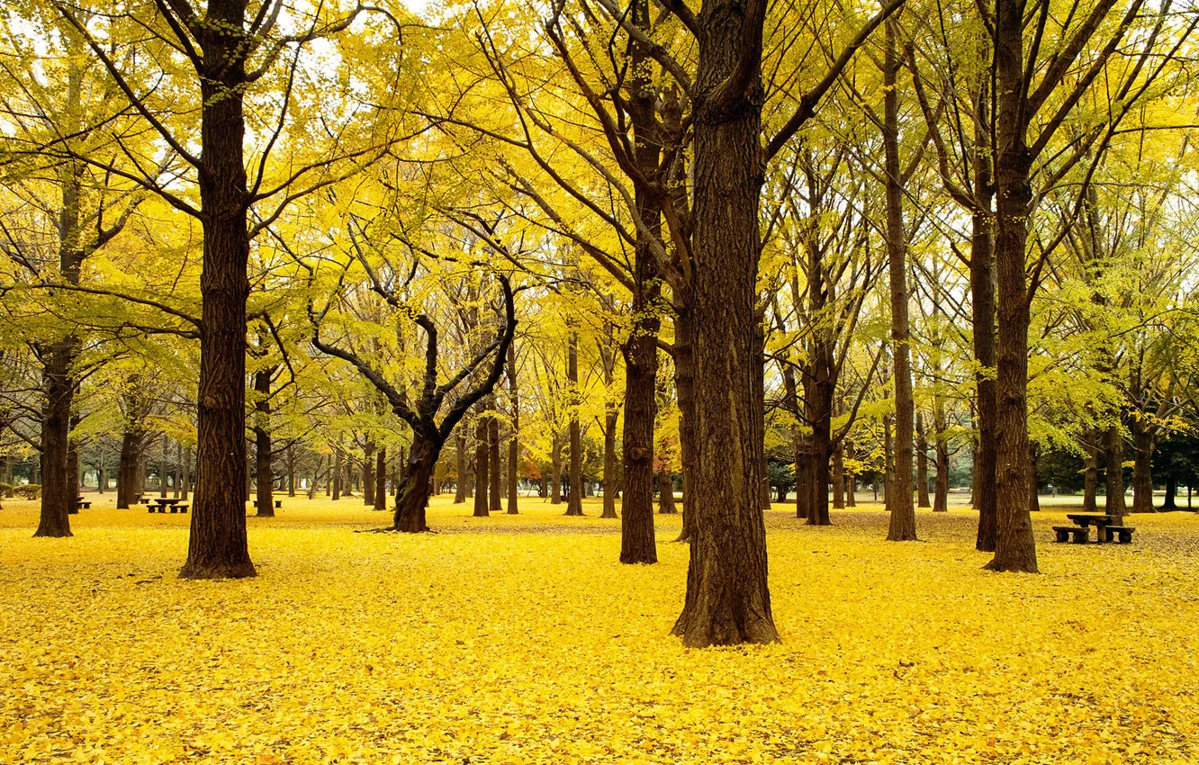 Фото обои осень, листья, деревья, желтый, парк, скамейки