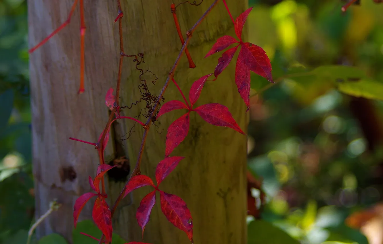 Фото обои осень, листья, растение, столб, плющ