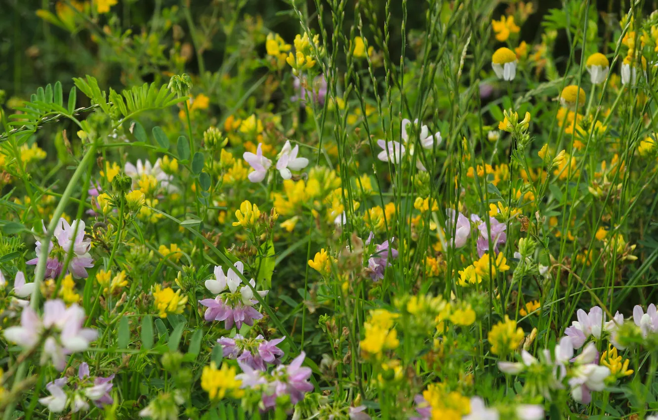 Фото обои flowers, meadow, blooming
