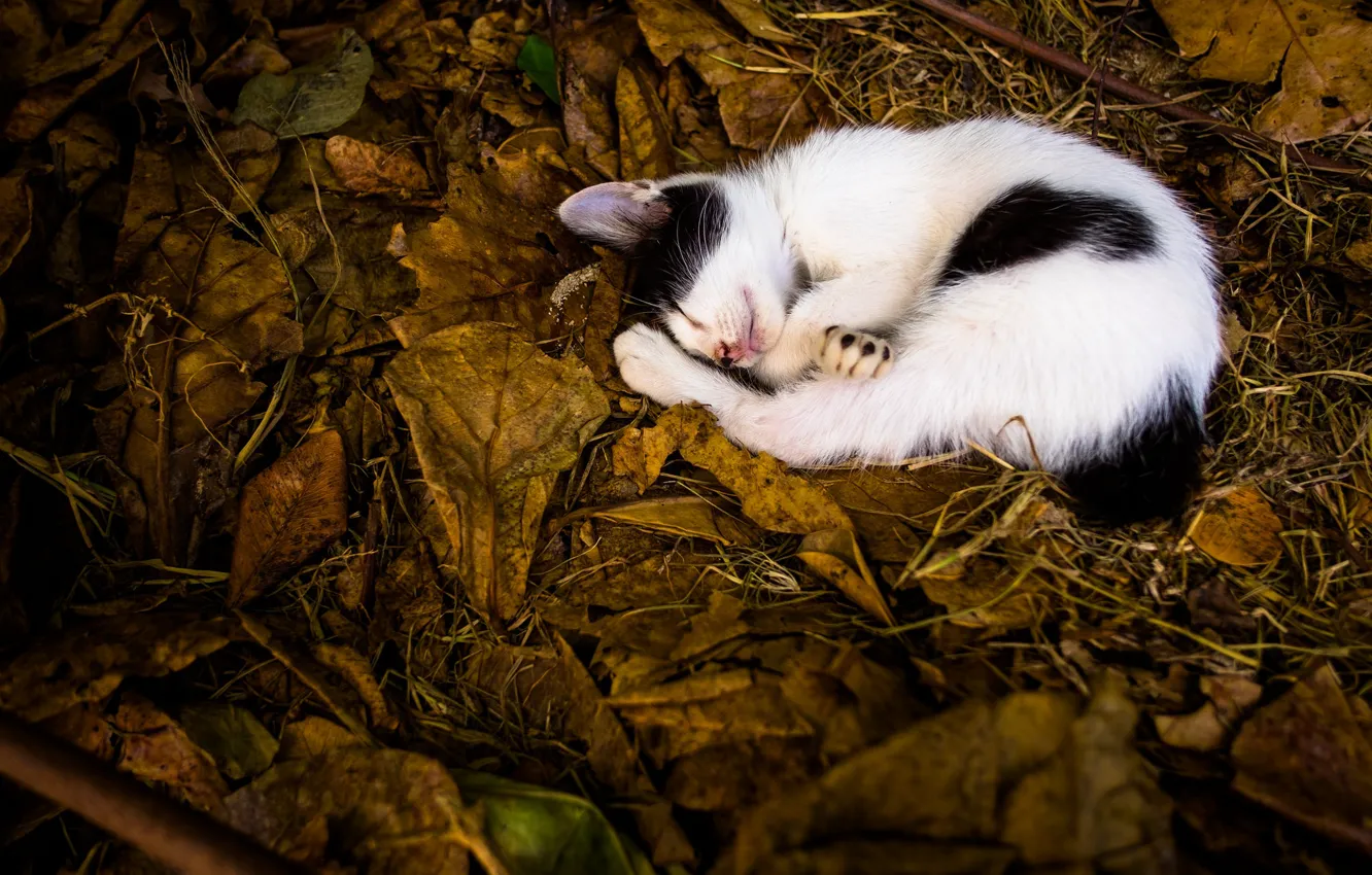 Фото обои листья, котенок, спит