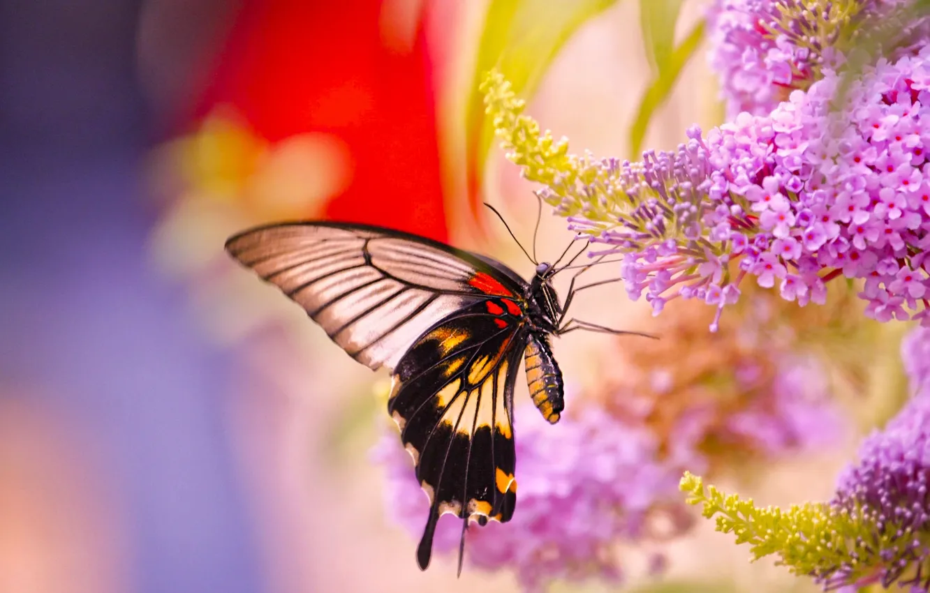 Фото обои макро, цветы, бабочка, Парусник Лови