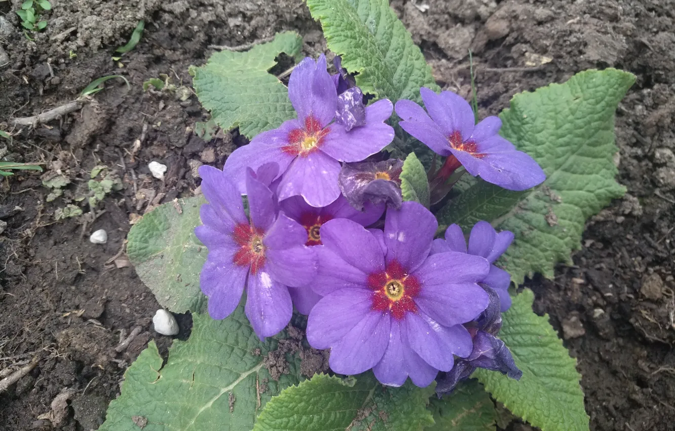Фото обои Цветочки, Фиолетовые цветы, Purple flowers, Примула