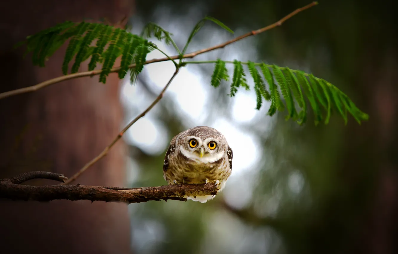 Фото обои взгляд, листья, природа, дерево, сова, ветка, bird, owl