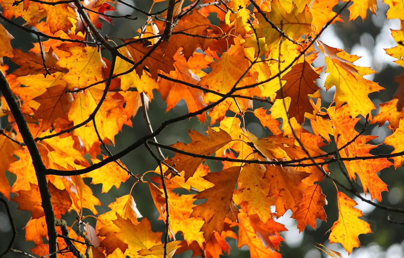 Фото обои осень, листья, свет, ветки, желтые, кленовые, краски осени, осенние листья