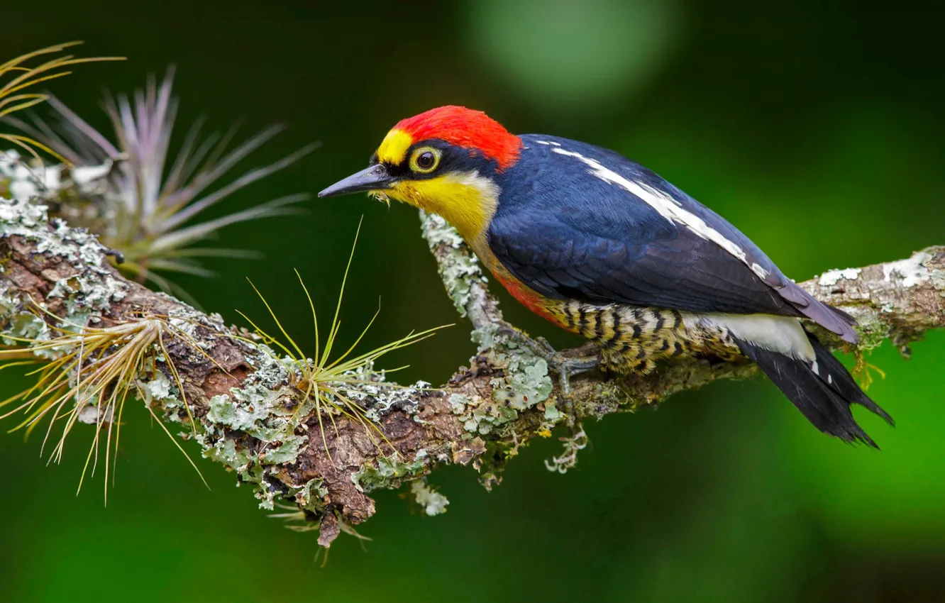 Фото обои птица, перья, Бразилия, желтогрудый дятел
