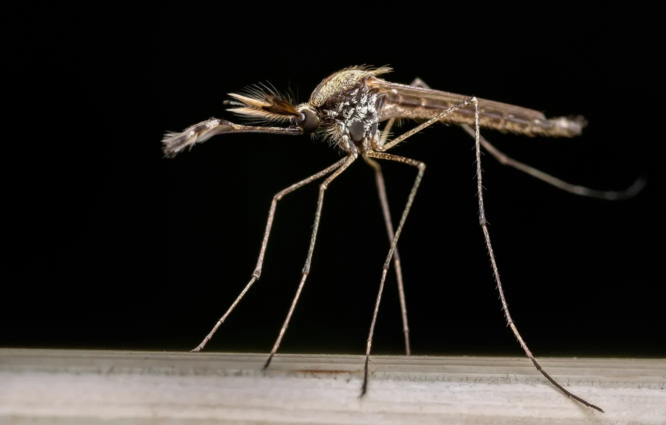 Фото обои фон, москит, Aedes Albifasciatus