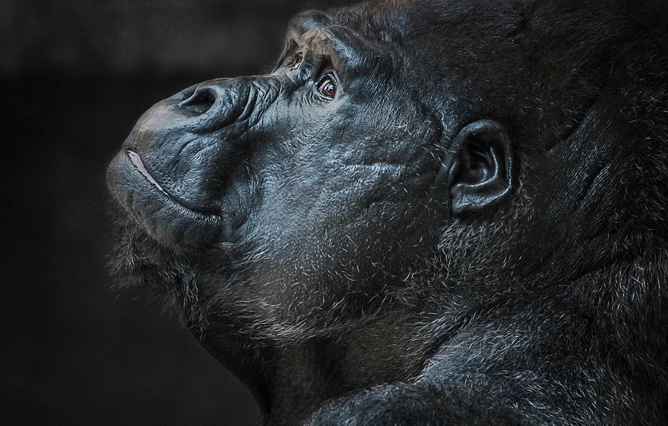 Фото обои animals, mammal, closeup, gorillas, animal themes, animal wildlife