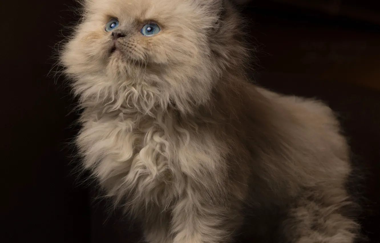 Фото обои взгляд, пушистый, котёнок, голубые глаза