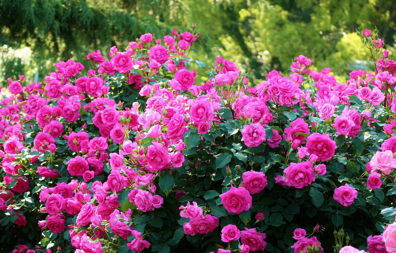 Фото обои розы, Япония, Japan, Kyoto, Киото, кусты, Ботанический сад, Kyoto Botanical Garden