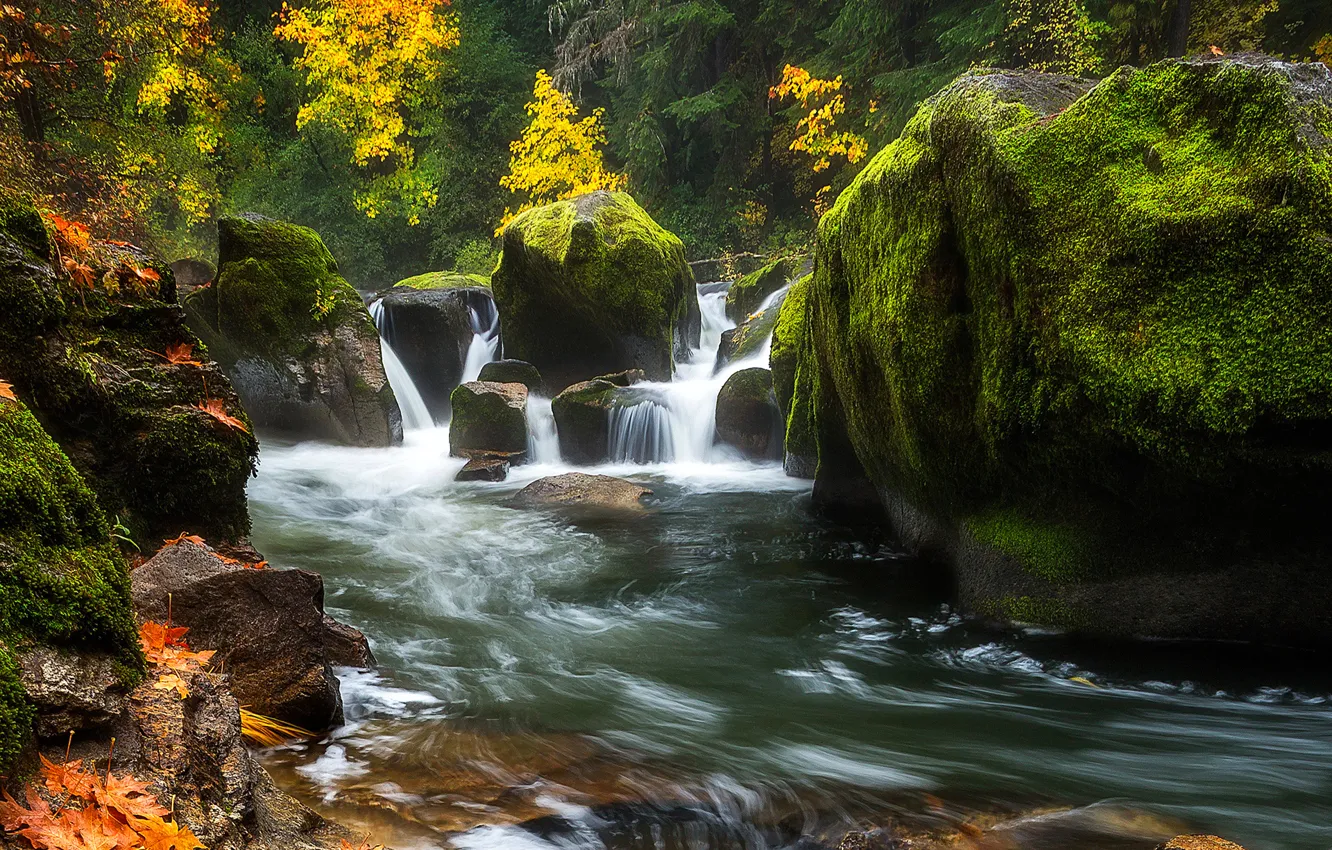Фото обои осень, лес, деревья, река, камни, скалы, мох, поток