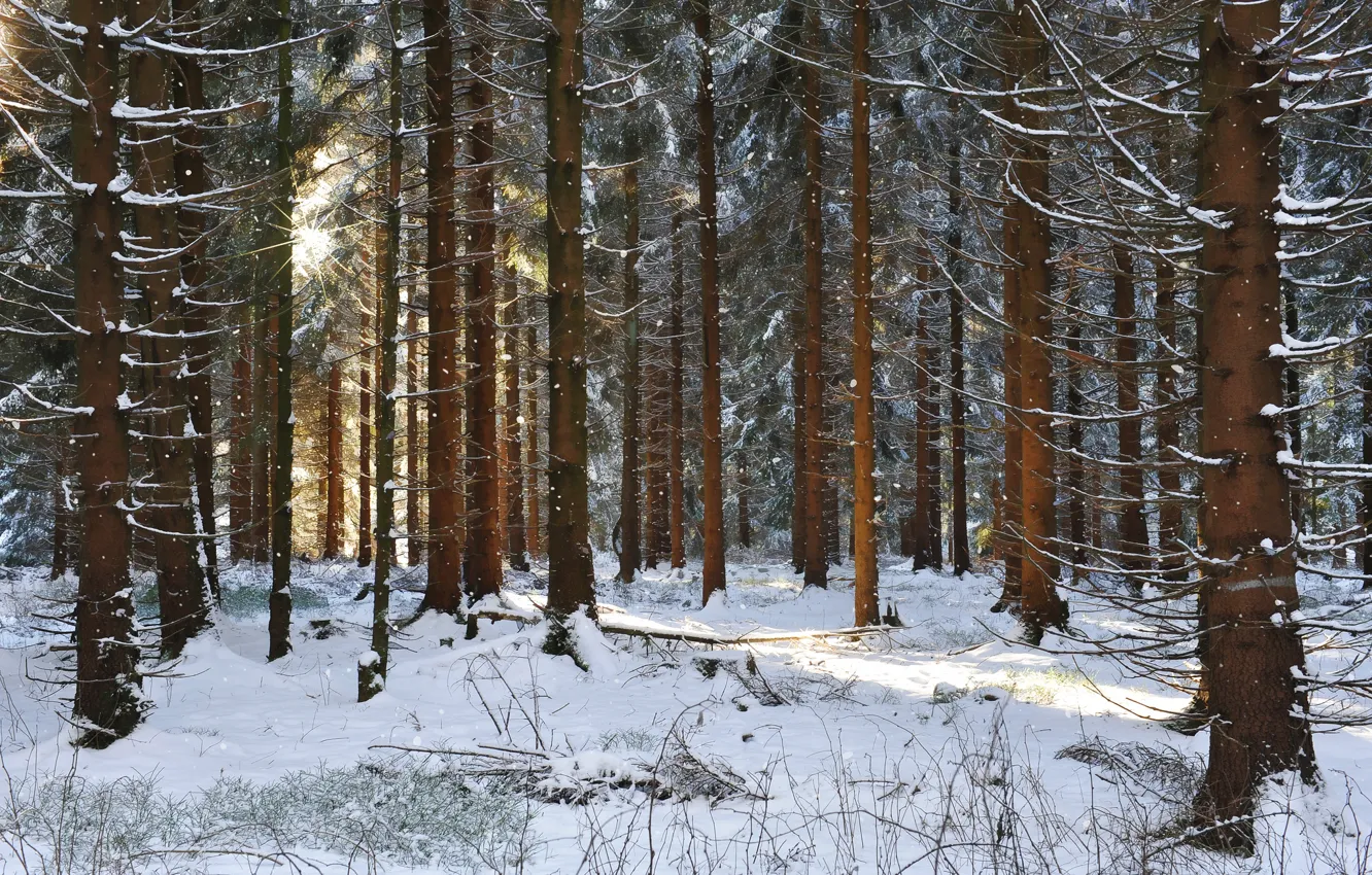 Фото обои зима, лес, солнце, лучи, снег, сосны