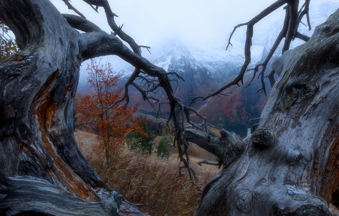Фото обои mountains, trunk, mist