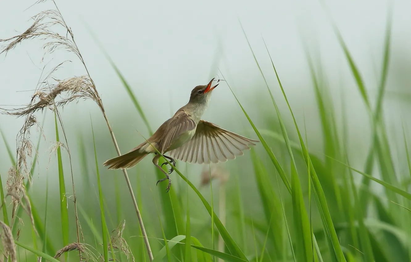Фото обои трава, природа, птица