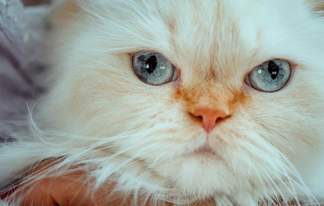 Фото обои взгляд, мордочка, голубые глаза, Гималайская кошка