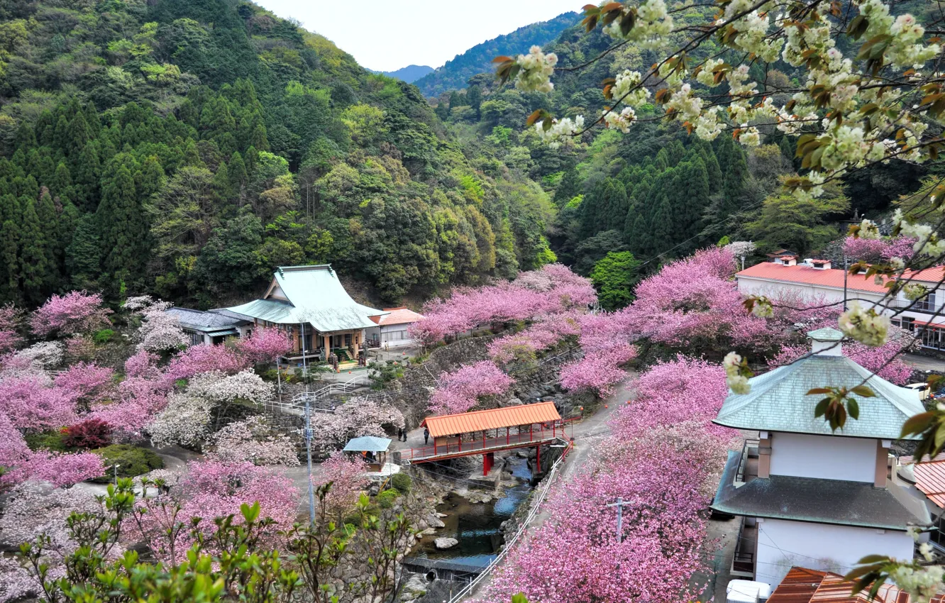 Фото обои Япония, Japan, крыши домов, лесистые холмы, цветение сакуры, Oita